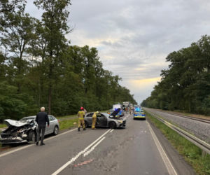 Dwie kolizje na DK12 koło Kąkolewa. Zwierzę wbiegło na drogę