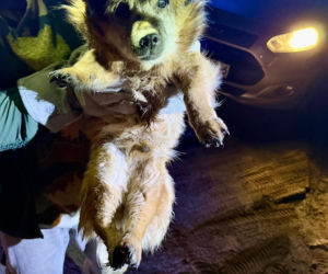 Ranny pies leżał na ulicy w Świdniku. Przerażająca teoria lokalnych mieszkańców