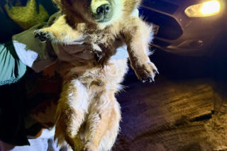 Ranny pies leżał na ulicy w Świdniku. Przerażająca teoria lokalnych mieszkańców