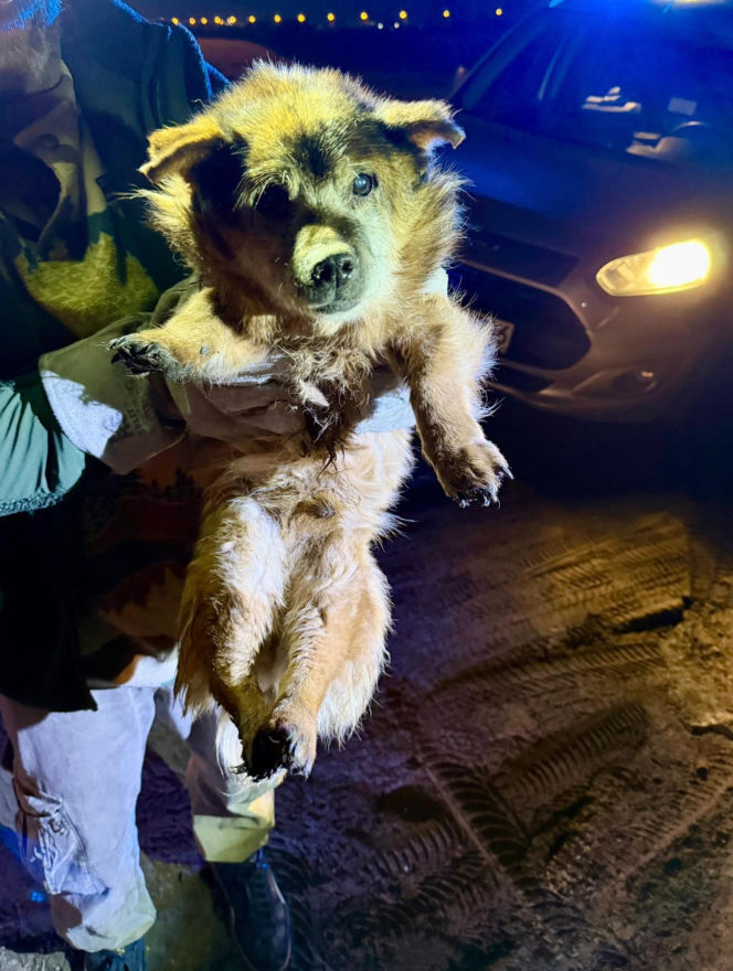 Ranny pies leżał na ulicy w Świdniku. Przerażająca teoria lokalnych mieszkańców