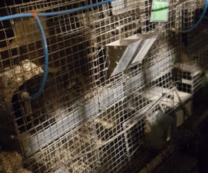 Szynszyle zjadały się z głodu! Dramatyczna sytuacja na fermie! 