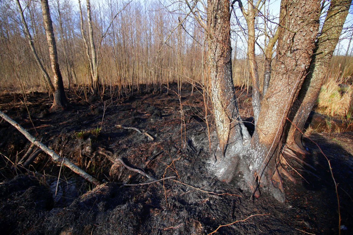 Biebrzański Park Narodowy UGASZONY. Zobacz, jakie zniszczenia spowodował ogień