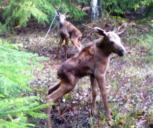 Łosie bliźniaki w leśnictwie Wesoły Grunt