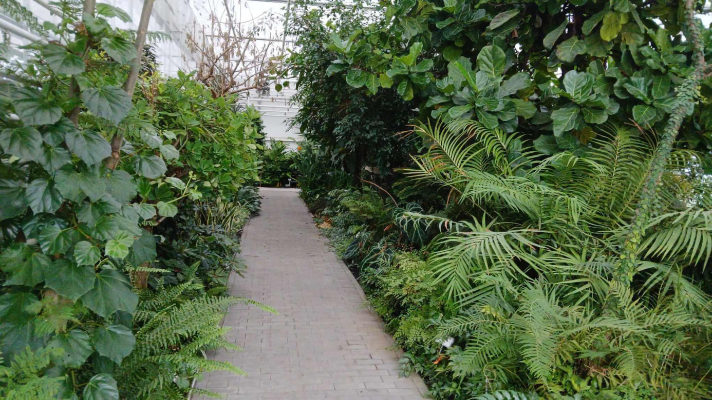 Spacer po ogrodzie botanicznym odbywa się w dniach 18 i 19 stycznia