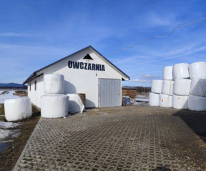 Zofia wróciła z Ameryki, zginęła w owczarni