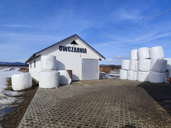 Zofia wróciła z Ameryki, zginęła w owczarni