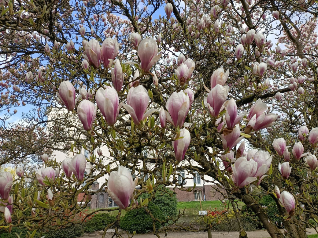 Arboretum Kórnickie zachwyca! Miłośnicy magnolii muszą się spieszyć