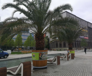 Egzotyczne Katowice! Na Rynek wróciły palmy! [ZDJĘCIA]