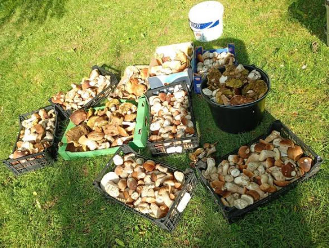 Skarby świętokrzyskich kniei. Dlaczego tegoroczny lipiec to raj dla grzybiarzy?