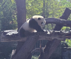 Pandy ZOO Berlin