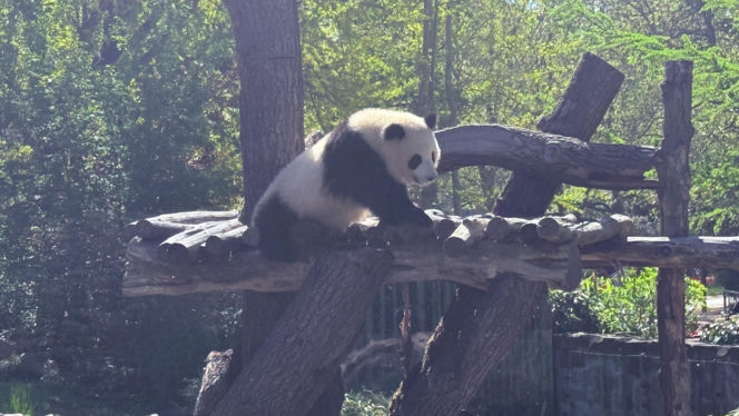 Pandy ZOO Berlin