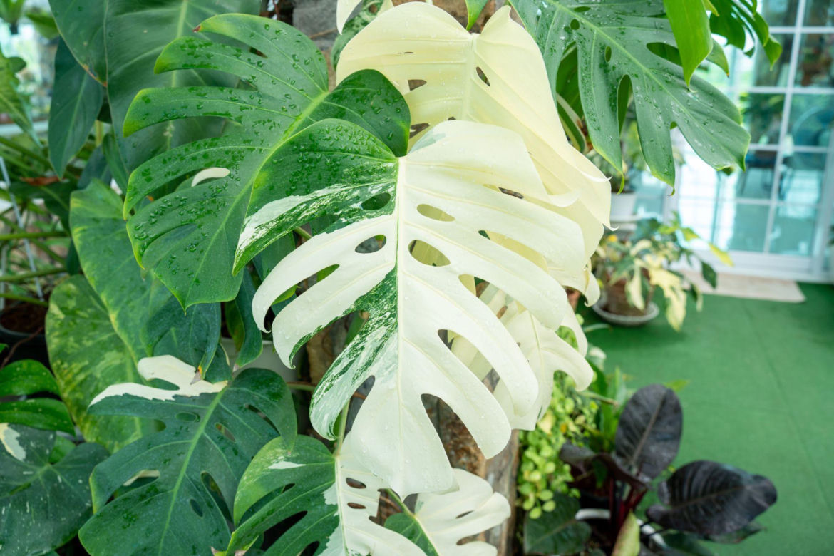 Monstera deliciosa 'Variegata' 