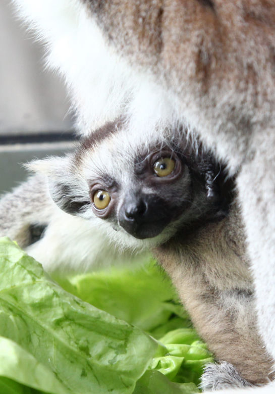W Warszawskim ZOO urodził się lemur