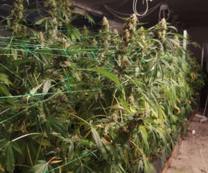 Dwie duże plantacje marihuany zlikwidowane w kujawsko-pomorskiem [ZDJĘCIA]