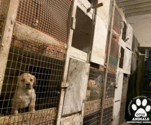 Zamęczone szczeniaki w klatkach dla gołębi