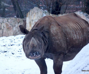 Zwierzęta we wrocławskim zoo zimą