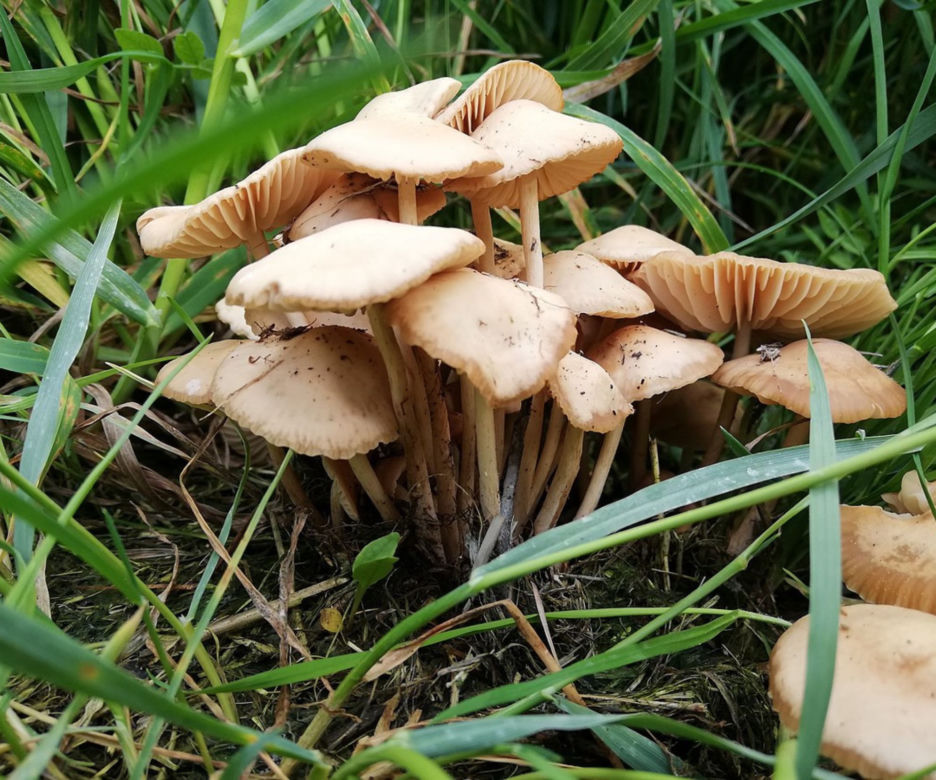 Twardzioszek przydrożny 
