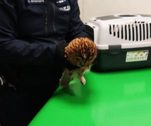 Policjanci z międzyrzeckiej drogówki uratowali ranną sowę