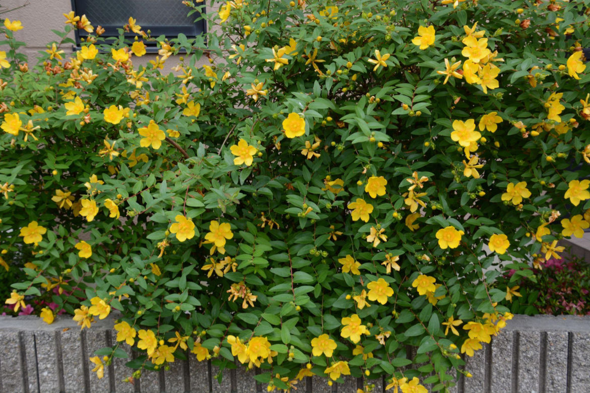 Dziurawiec 'Hidcote'