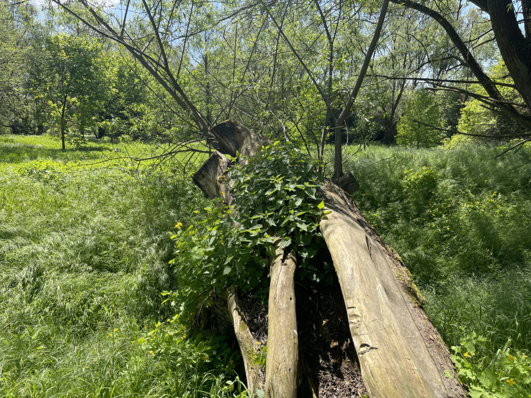 Kraków ma najdłuższy park w Polsce. Poznajcie Młynówkę Królewską! 