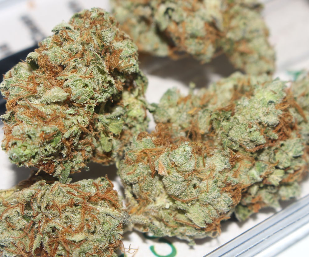 Medyczna marihuana na receptę