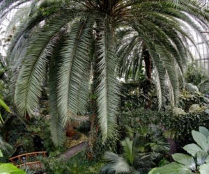 Palmiarnia w Gliwicach