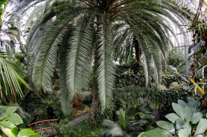 Palmiarnia w Gliwicach