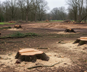 Wycinka drzew w Ogrodzie Saskim. Czy naprawdę nie było innego wyjścia?