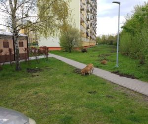 Dziki na toruńskim Rubinkowie. Beztrosko biegały po okolicy
