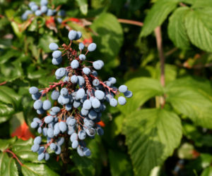 Mahonia pospolita