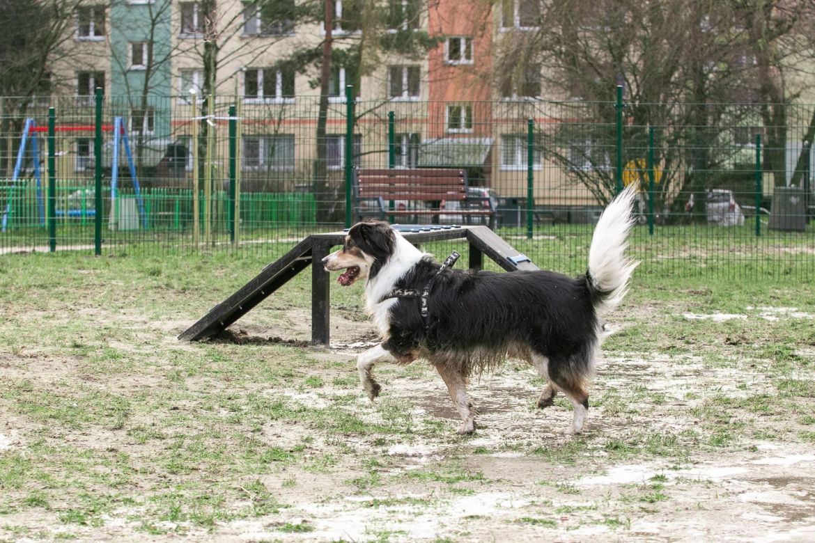 Na Bałutach powstał nowy psi park