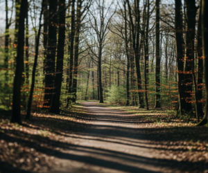 Zaginięcie Sylwestra Gładysia. Czy tajemnica Parku Młocińskiego zostanie rozwiązana?