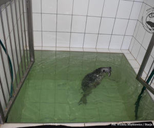Foki podrzucają dzieci do fokarium