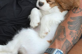 Aryna Sabalenka z partnerem i pieskiem Ash