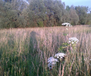 Barszcz Sosnowskiego znów atakuje w Poznaniu!