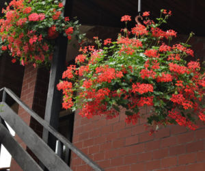 Pelargonia bluszczolistna