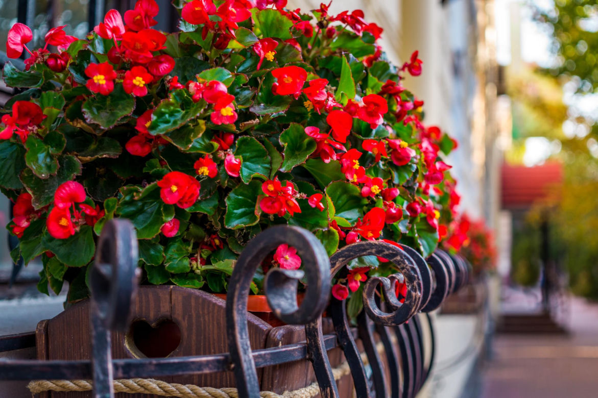 Begonia na balkonie