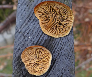 Niszczyca płotowa (Gloeophyllum sepiarium)
