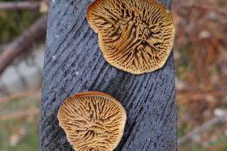 Niszczyca płotowa (Gloeophyllum sepiarium)