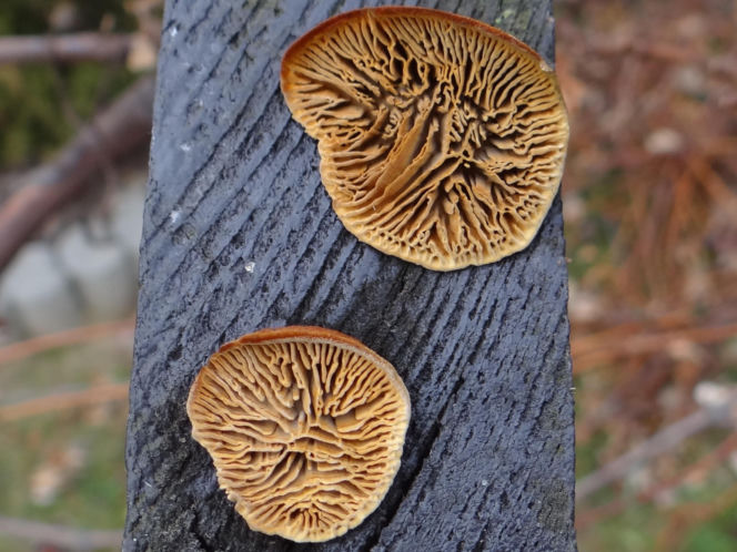 Niszczyca płotowa (Gloeophyllum sepiarium)