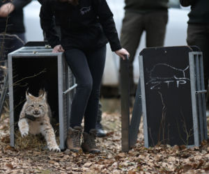 Małe rysie zostały wypuszczone do lasu w Nadleśnictwie Susz