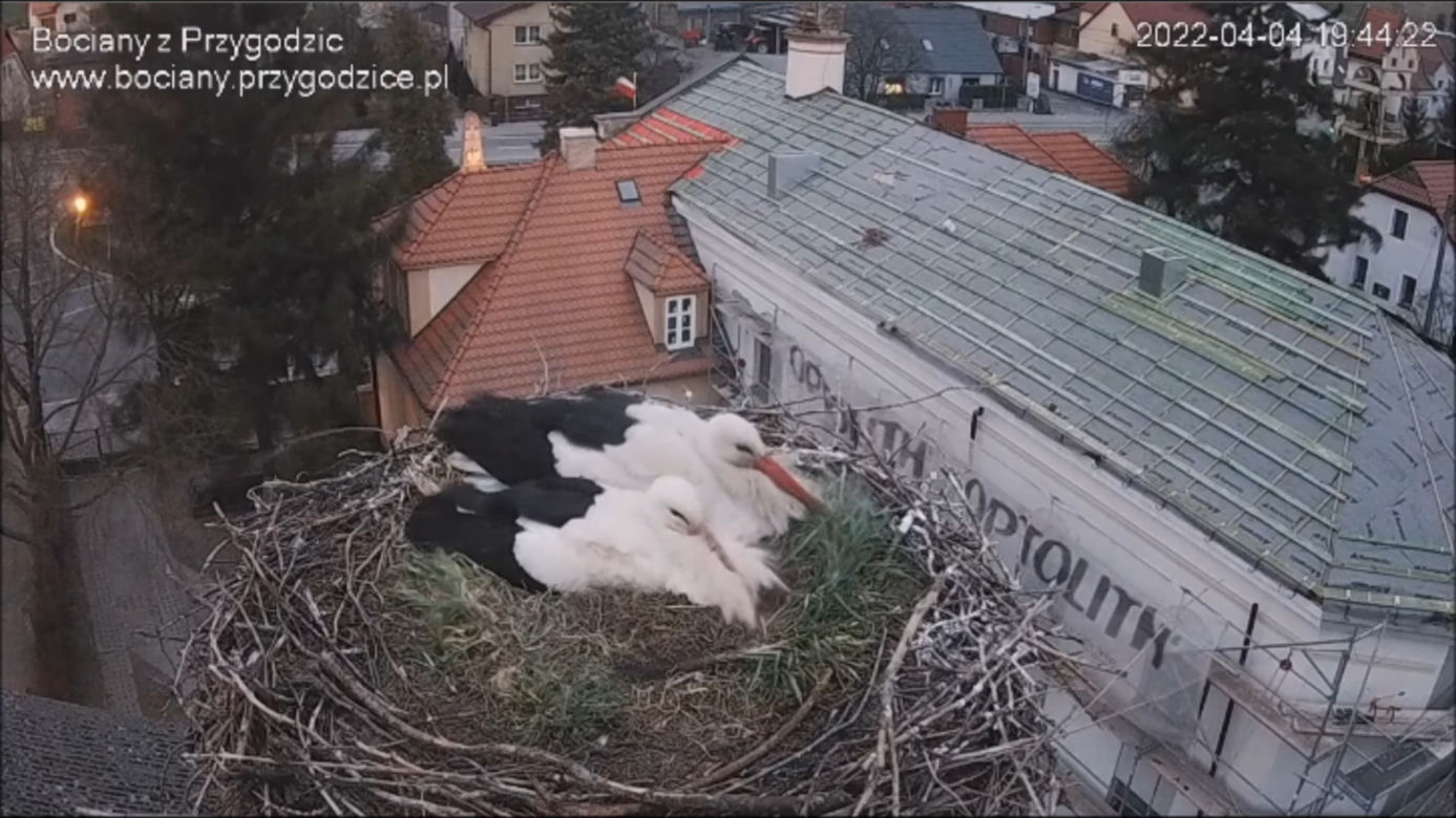 Wojna w bocianim gnieździe! Intruzi zniszczyli jedno jajo