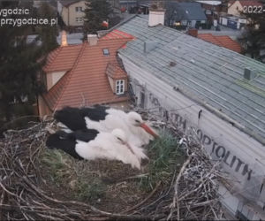Wojna u bocianów