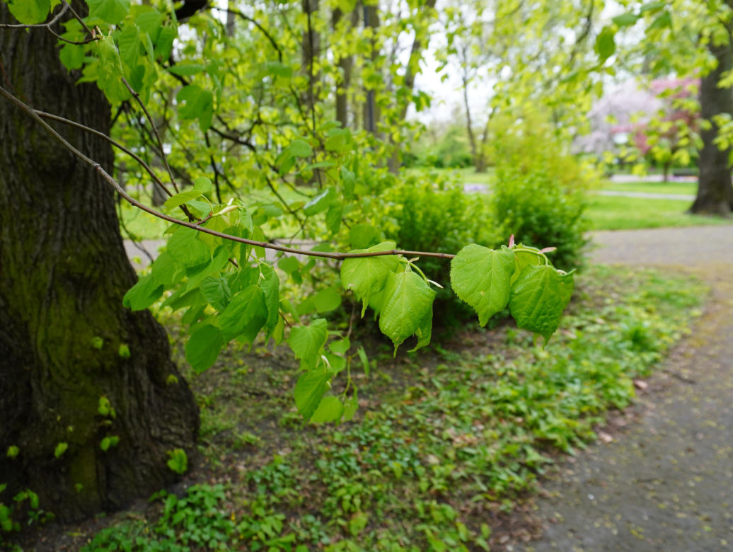 Park Bronowice wiosną 2024