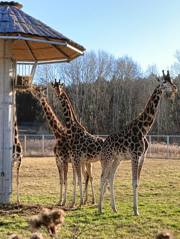 Żyrafy z poznańskiego zoo poczuły wiosnę