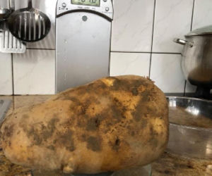 Ziemniak gigant z Małopolski
