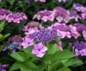 Hortensja piłkowana (Hydrangea serrata)