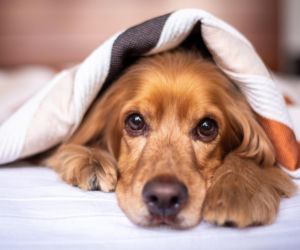 Uważaj, co mówisz przy swoim psie! Czworonogi uczą się słów, podsłuchując rozmowy. Przełomowe badanie opublikowane w „Science”