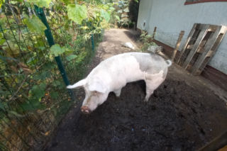 Świnka Lily żegna się ze stolicą. Jej opiekunowie chcą założyć azyl dla zwierząt