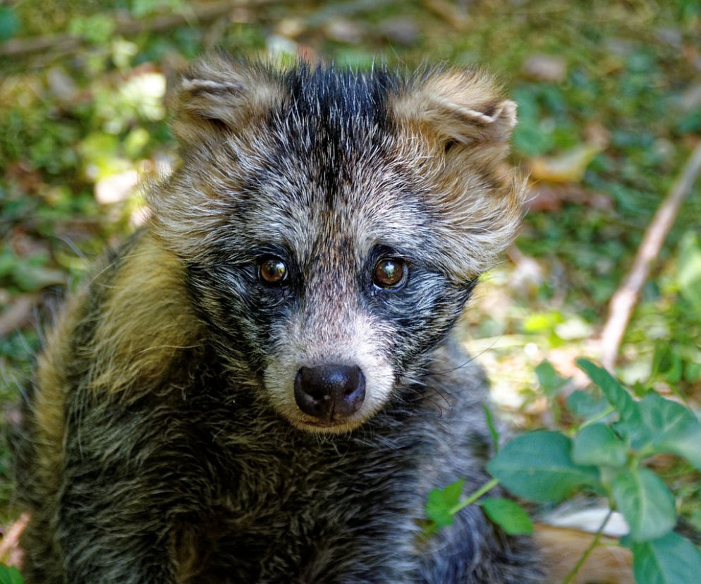 Środek do odstraszania kun? W zoo urywają się telefony